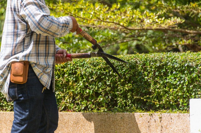 Garden Maintenance Beddington, SM6